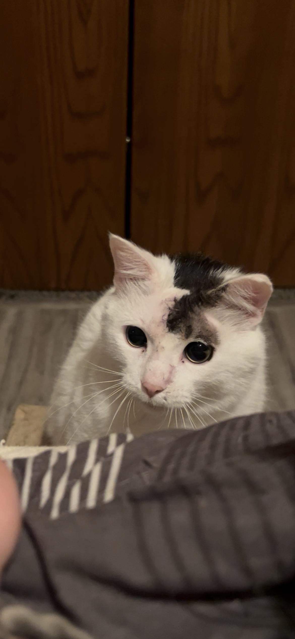 BB, a Adoptable Domestic Short Hair in Rice, MN image 5/6