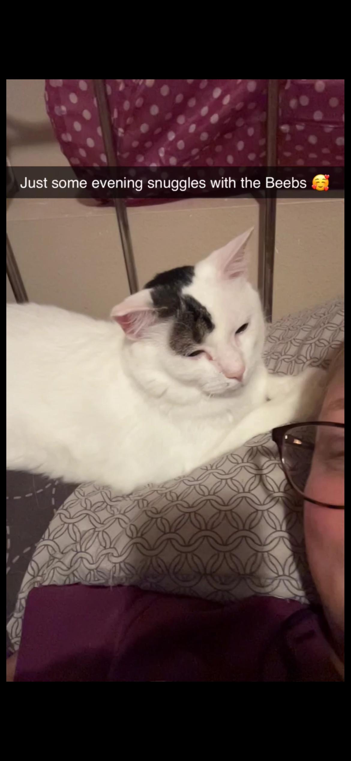 BB, Adoptable, Adult Male Domestic Short Hair.