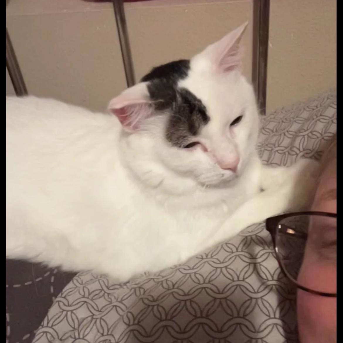 Enlarge BB, a Adoptable Domestic Short Hair in Rice, MN image 3/6