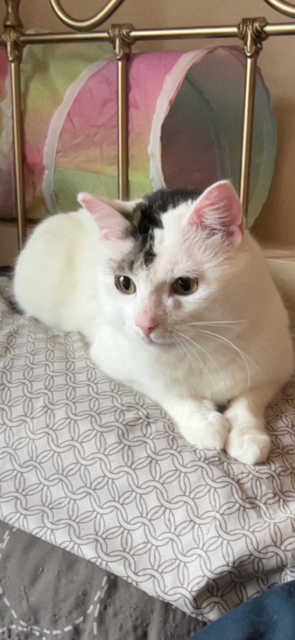 BB, a Adoptable Domestic Short Hair in Rice, MN image 4/6