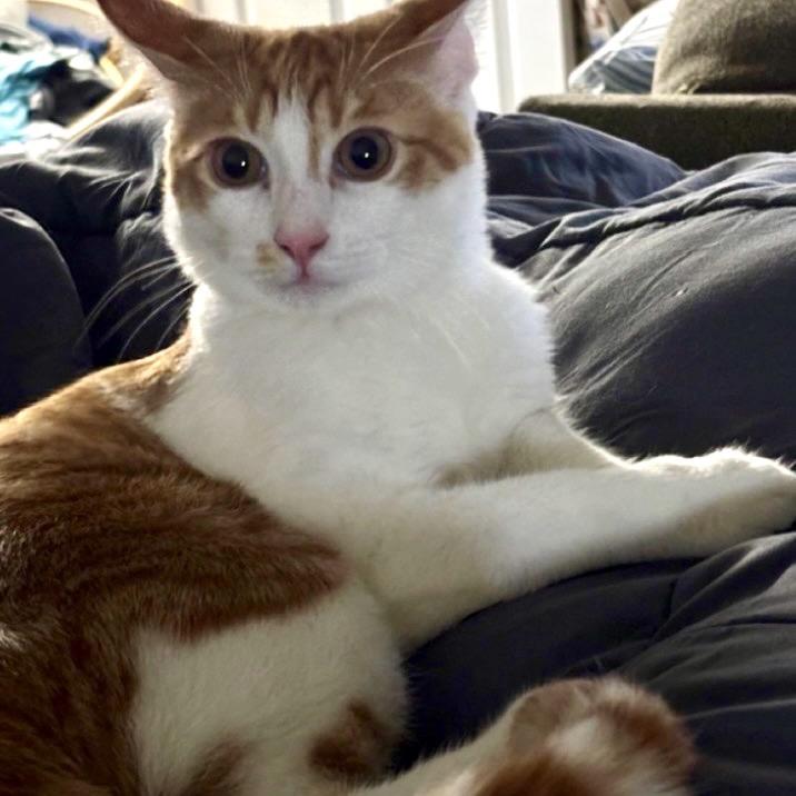Enlarge Crackerjack, a Adoptable Domestic Short Hair in Woodstock, GA image 1/3
