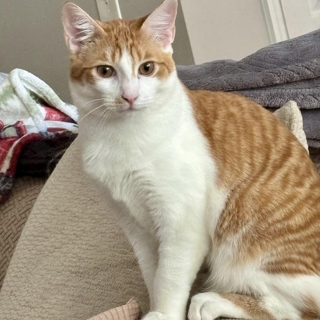 Enlarge Crackerjack, a Adoptable Domestic Short Hair in Woodstock, GA image 2/3