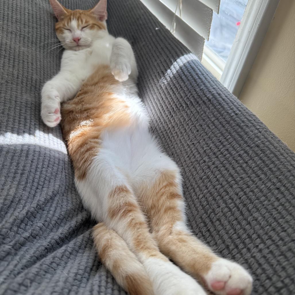 Enlarge Crackerjack, a Adoptable Domestic Short Hair in Woodstock, GA image 3/3
