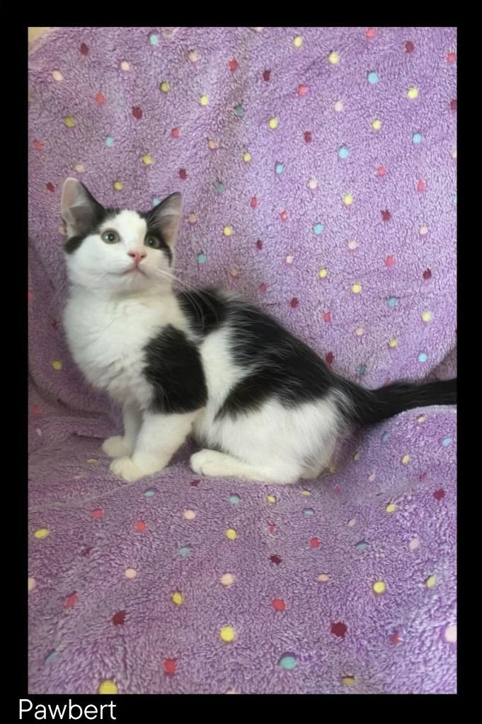 Pawbert, Adopted, Kitten Male Domestic Long Hair.