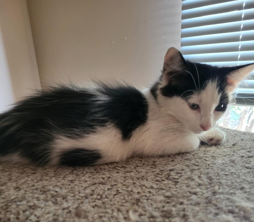 Enlarge Pawbert, a Adopted mixed breed in Chino Valley, AZ image 2/2