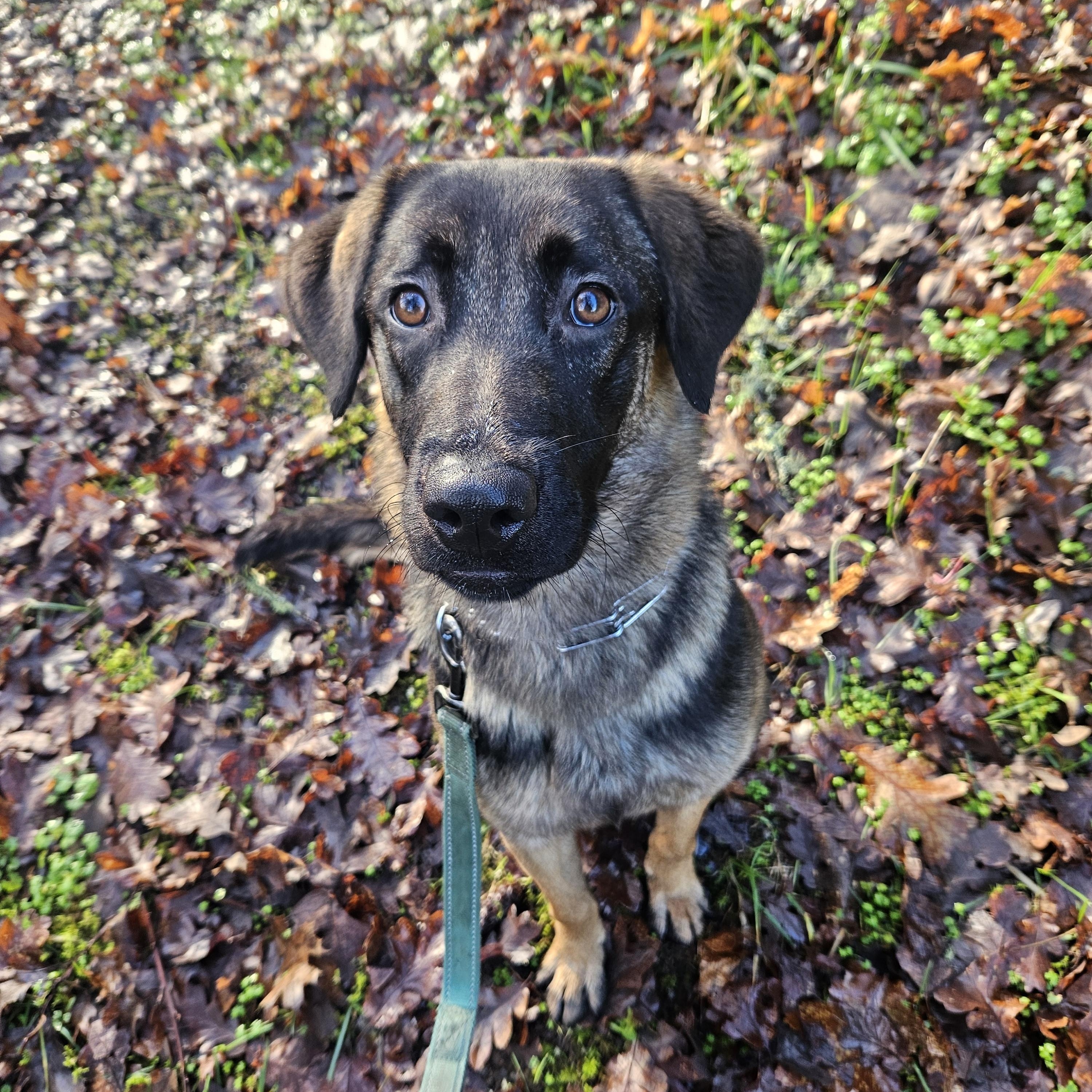Enlarge Solstice, a ADOPTABLE mixed breed in Junction City, OR image 3/5
