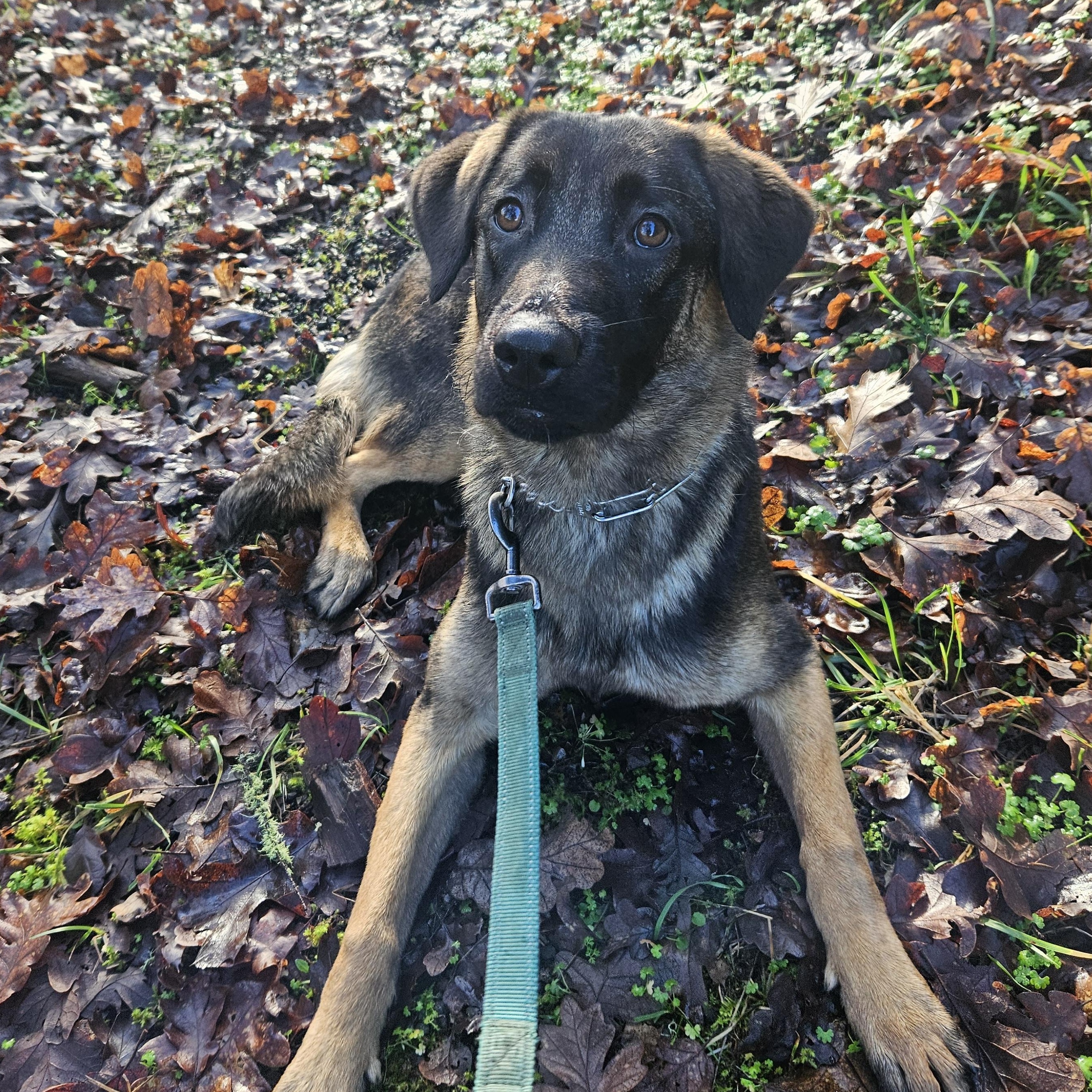 Enlarge Solstice, a ADOPTABLE mixed breed in Junction City, OR image 4/5