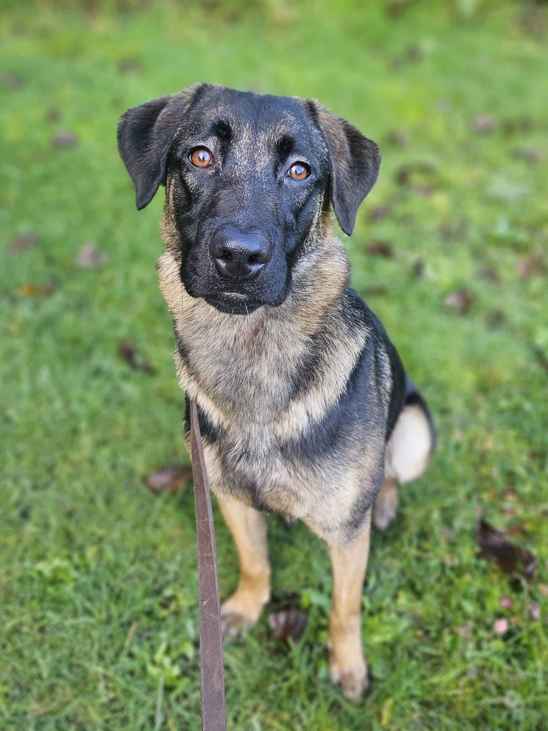 Enlarge Solstice, a ADOPTABLE mixed breed in Junction City, OR image 1/5
