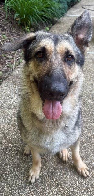 Enlarge TommyPG, a Adoptable German Shepherd Dog in Baltimore, MD image 1/3