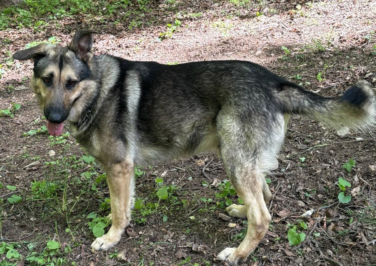 Enlarge TommyPG, a Adoptable German Shepherd Dog in Baltimore, MD image 1/3