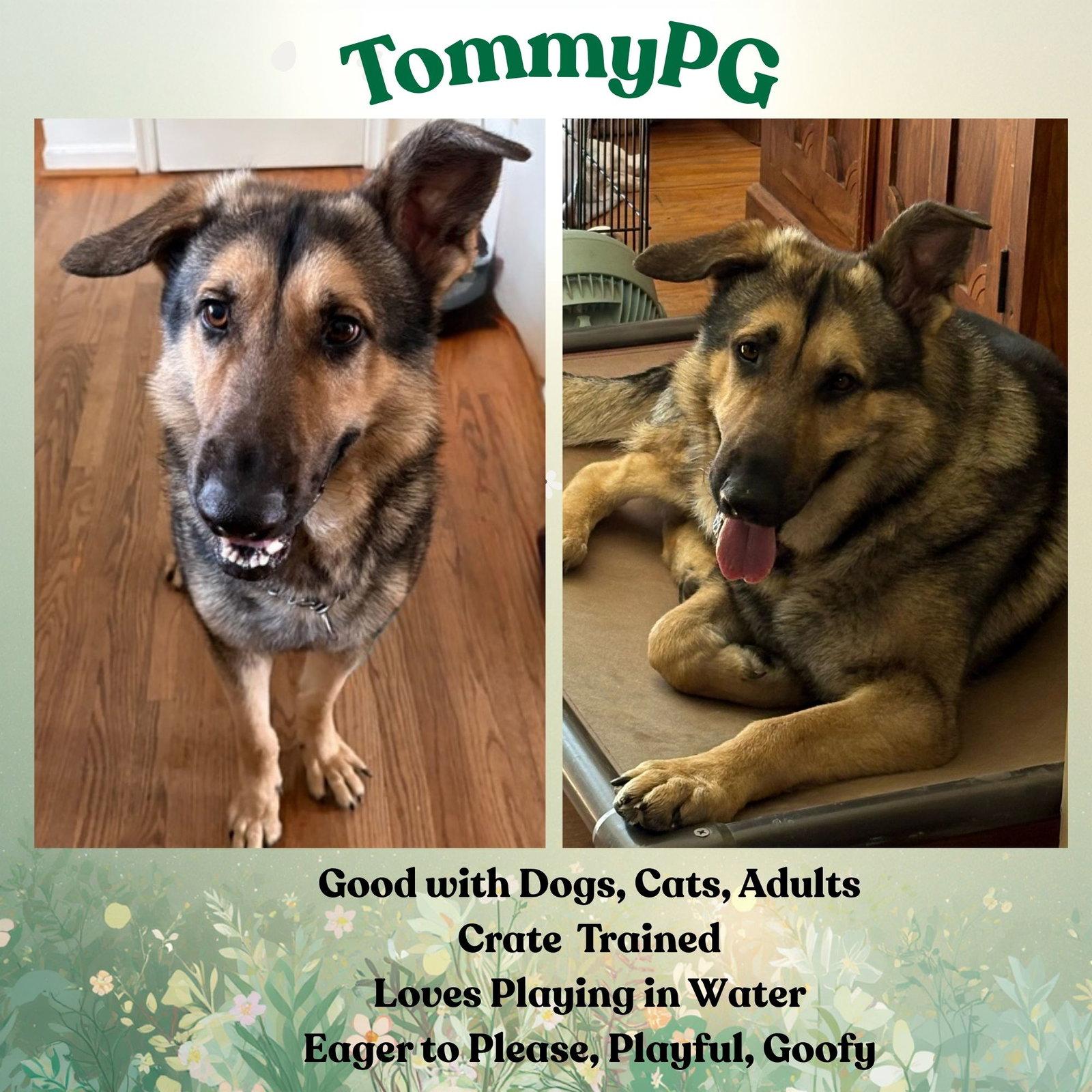 Enlarge TommyPG, a Adoptable German Shepherd Dog in Baltimore, MD image 2/3
