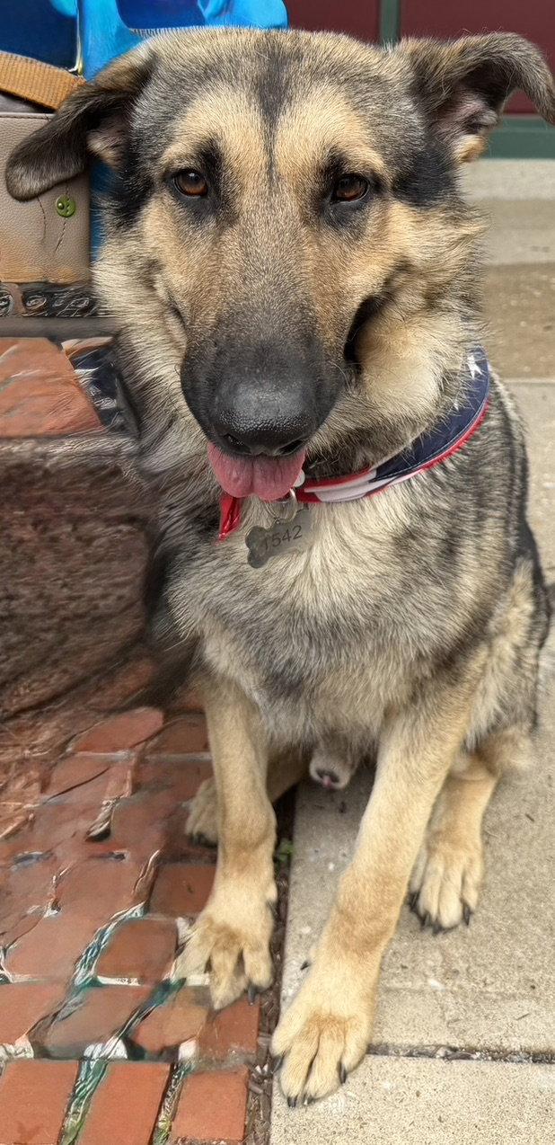 Enlarge TommyPG, a Adoptable German Shepherd Dog in Baltimore, MD image 2/3