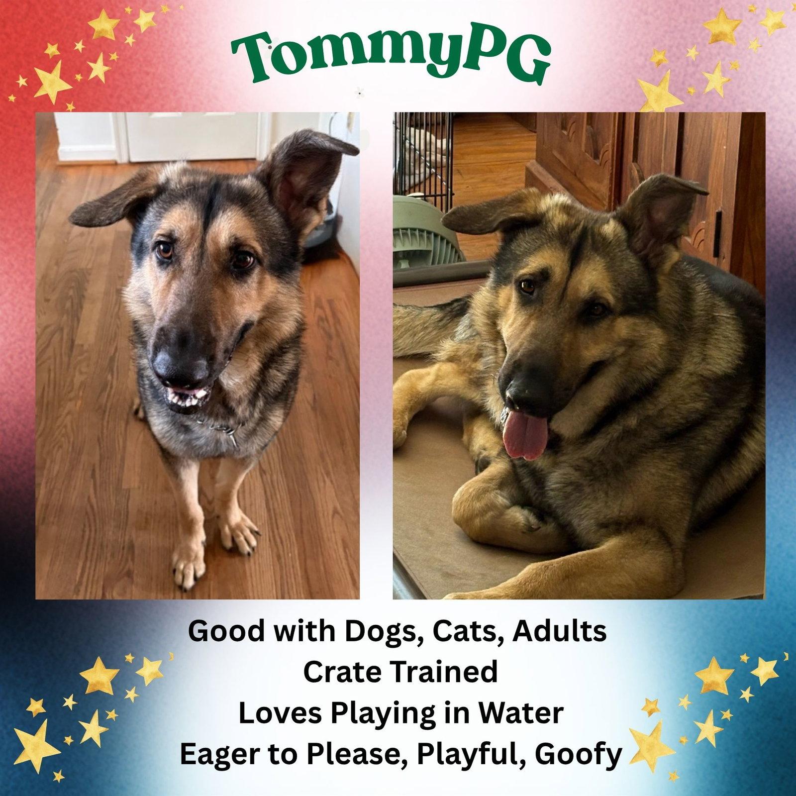 Enlarge TommyPG, a Adoptable German Shepherd Dog in Baltimore, MD image 3/3