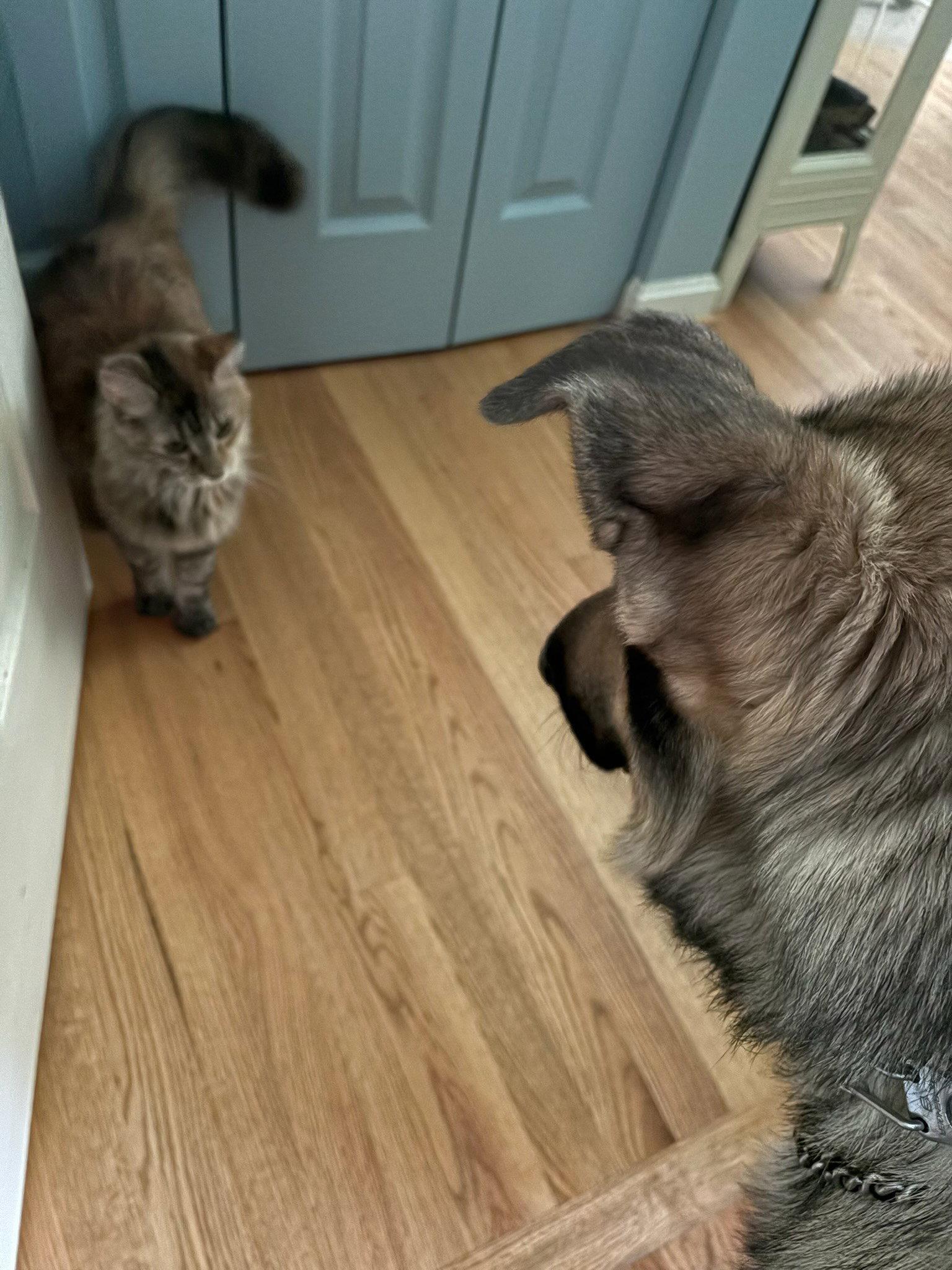 Enlarge TommyPG, a Adoptable German Shepherd Dog in Baltimore, MD image 3/3