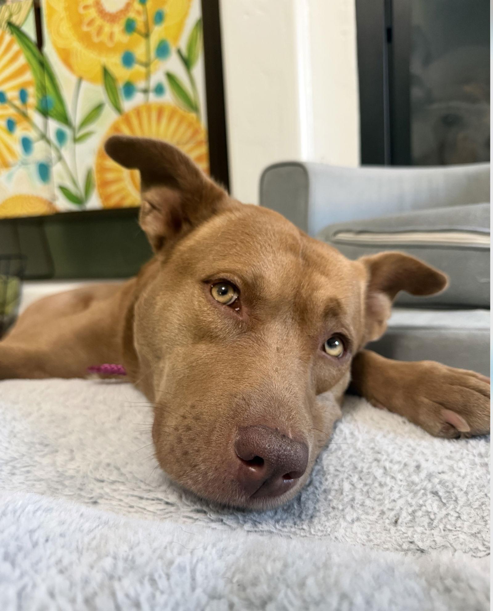 Enlarge Tilly, a Adoptable Pit Bull Terrier in Sparks, NV image 1/1