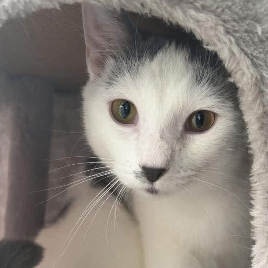 Enlarge Jack, a Adoptable Domestic Short Hair in Chicago, IL image 2/5