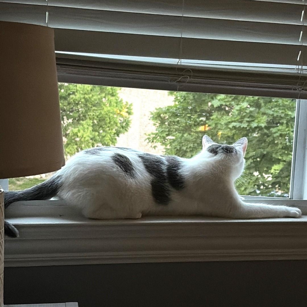Jack, a Adoptable Domestic Short Hair in Chicago, IL image 5/6