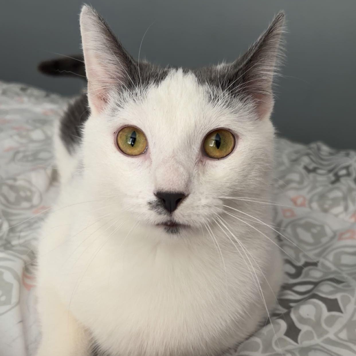 Enlarge Jack, a Adoptable Domestic Short Hair in Chicago, IL image 3/5