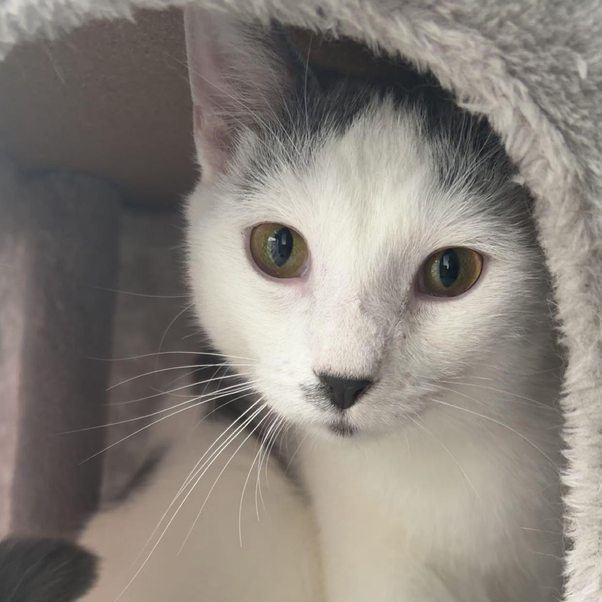 Enlarge Jack, a Adoptable Domestic Short Hair in Chicago, IL image 4/5