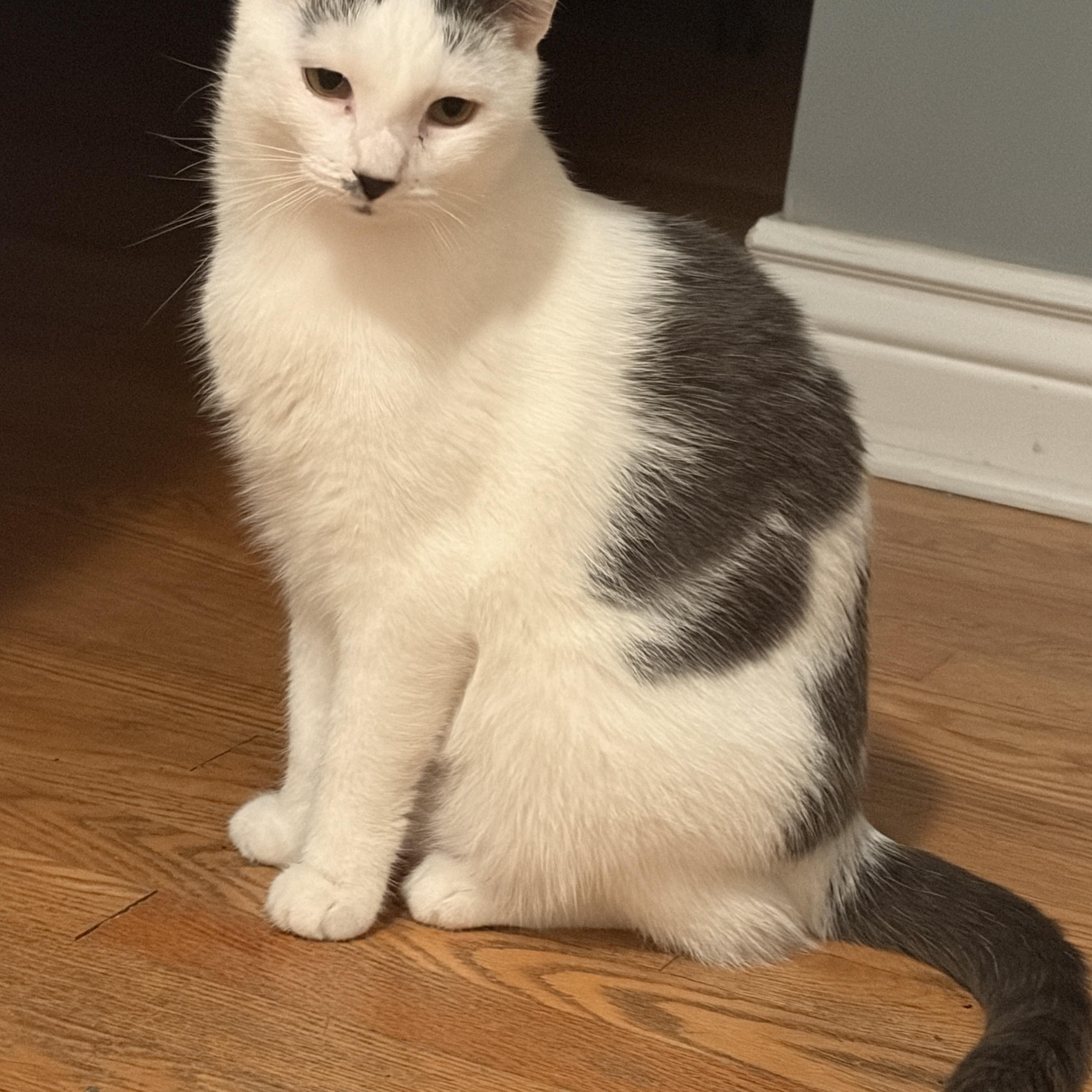 Jack, Adoptable, Young Male Domestic Short Hair.