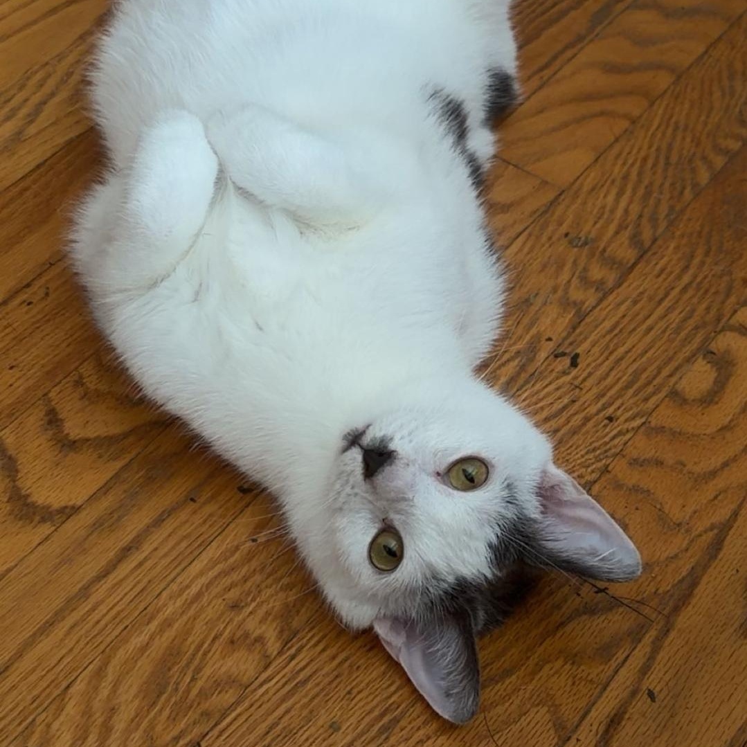 Jack, a Adoptable Domestic Short Hair in Chicago, IL image 3/6