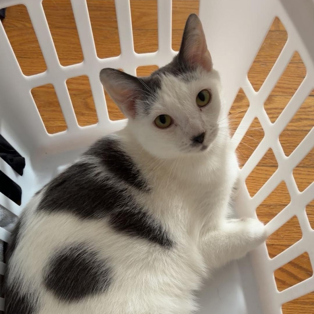Jack, a Adoptable Domestic Short Hair in Chicago, IL image 4/6