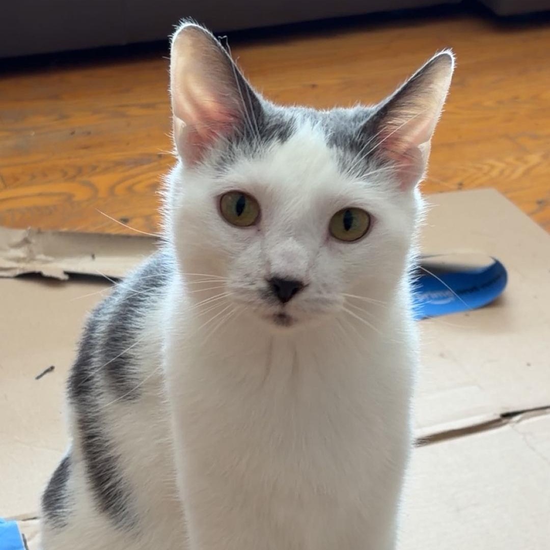 Jack, Adoptable, Young Male Domestic Short Hair.