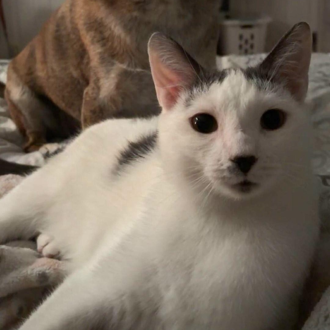 Jack, a Adoptable Domestic Short Hair in Chicago, IL image 2/6