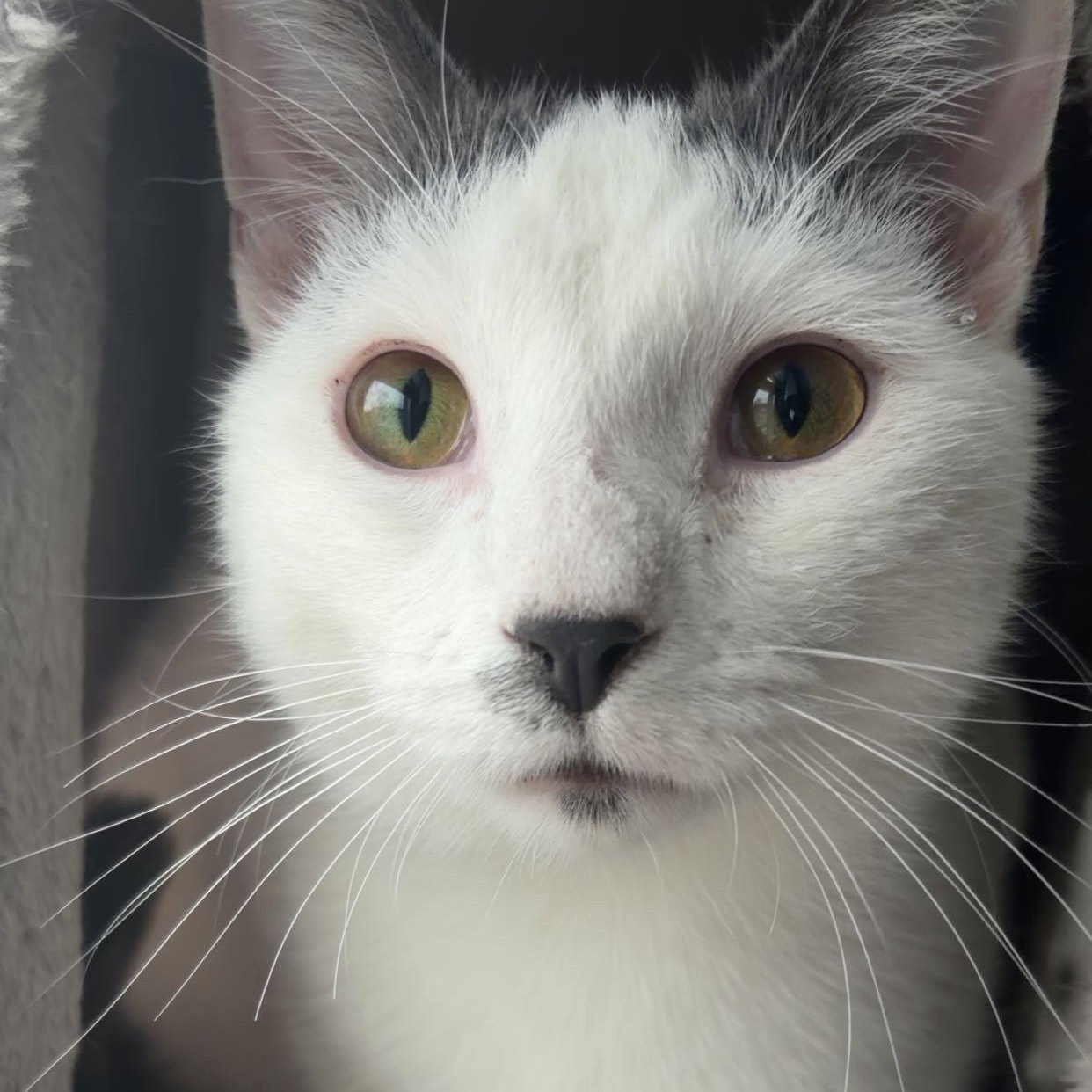 Enlarge Jack, a Adoptable Domestic Short Hair in Chicago, IL image 5/5