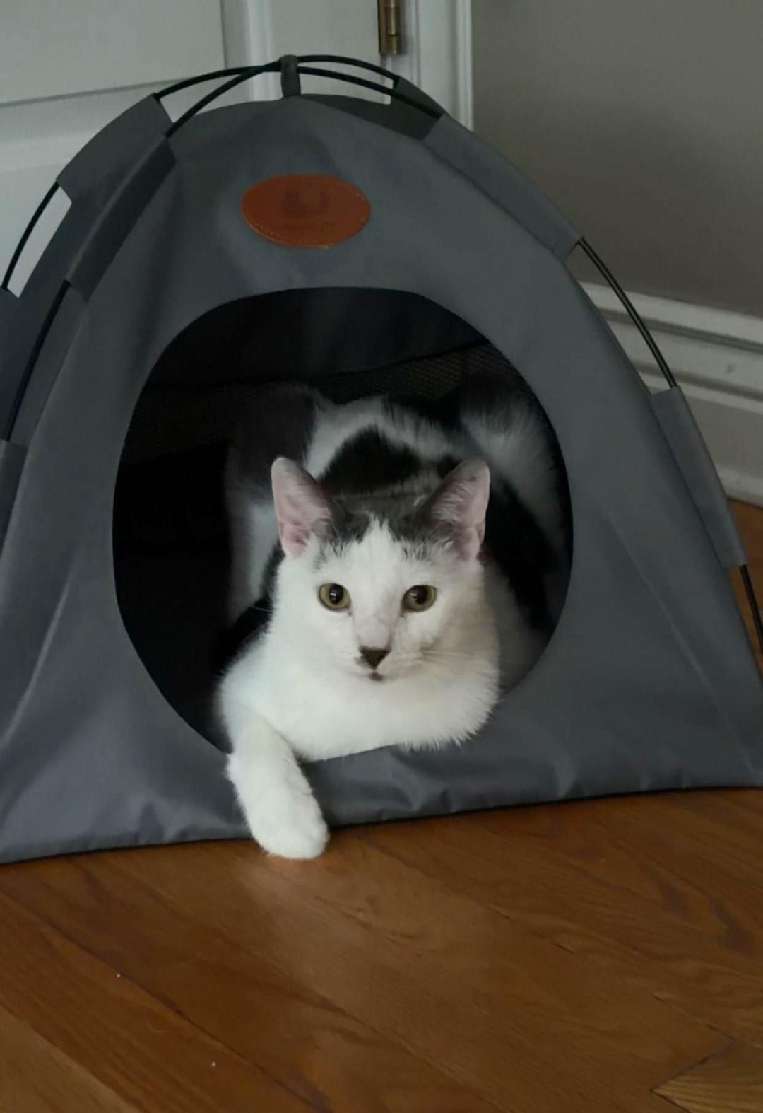 Jack, a Adoptable Domestic Short Hair in Chicago, IL image 6/6