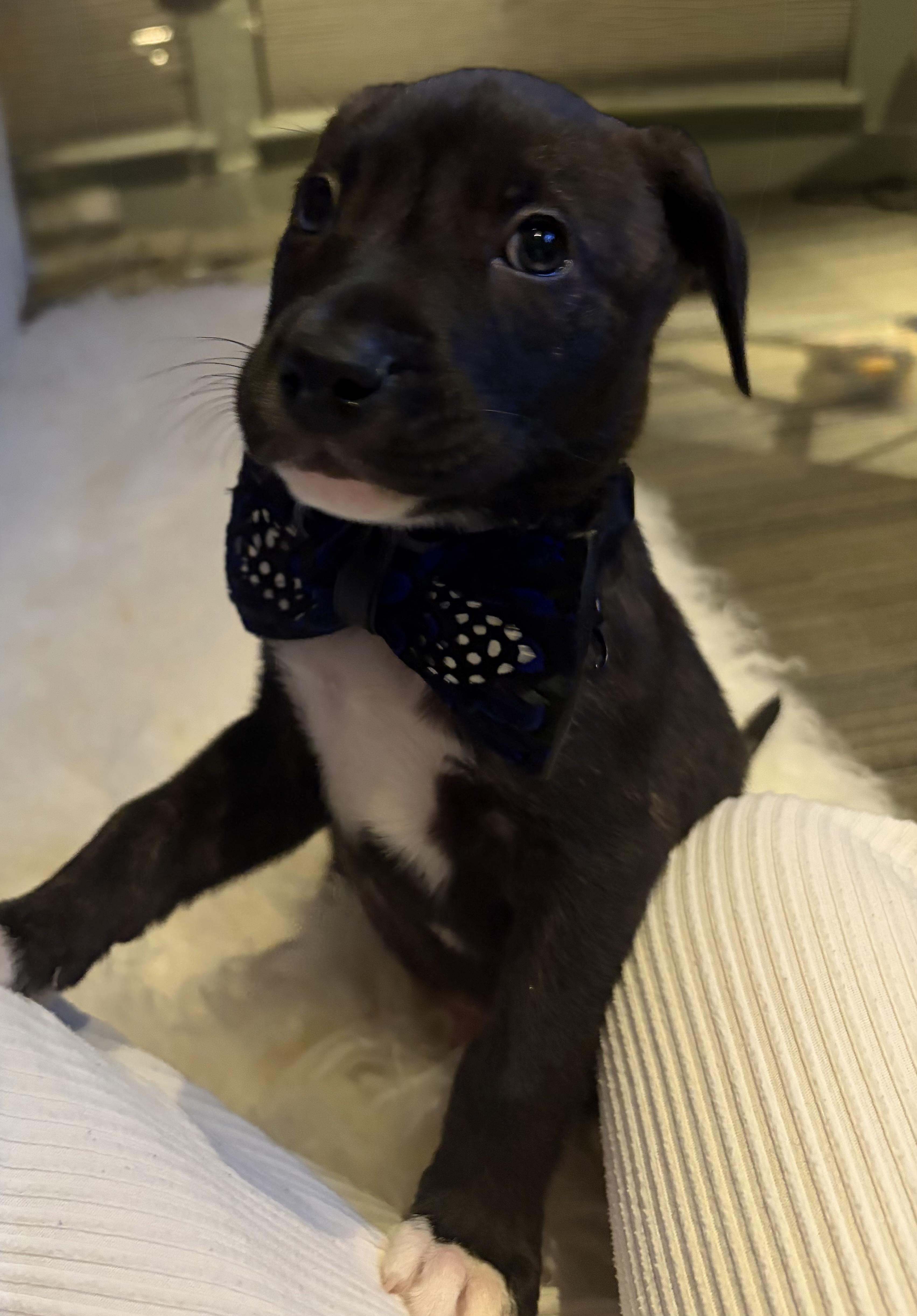 Bellingham Choco — thumbnail 3