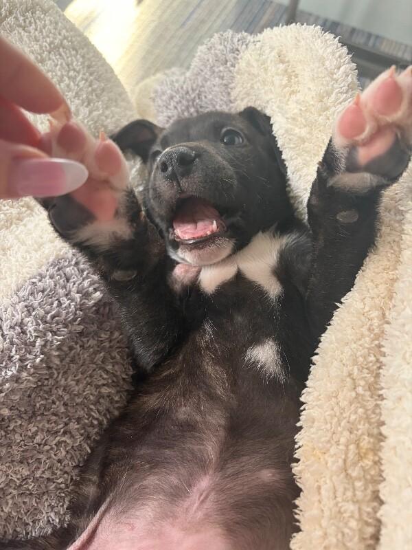 Bellingham Choco — thumbnail 5