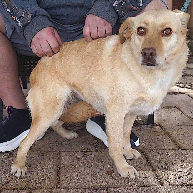 Enlarge Delphia, a Adoptable mixed breed in Carrollton, TX image 2/2