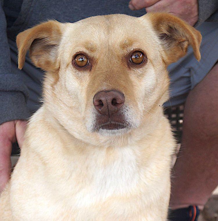 Enlarge Delphia, a Adoptable mixed breed in Carrollton, TX image 1/2