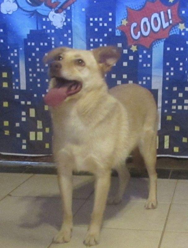 Enlarge Delphia, a Adoptable mixed breed in Carrollton, TX image 1/1