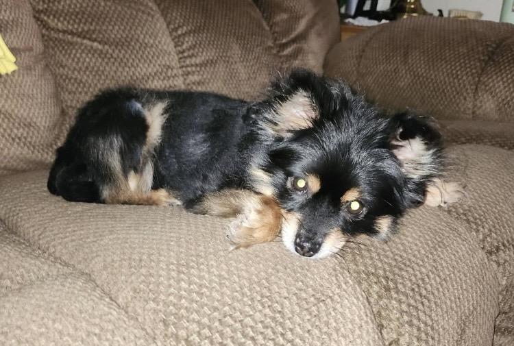 Chloe, Adoptable, Adult Female Pomeranian.