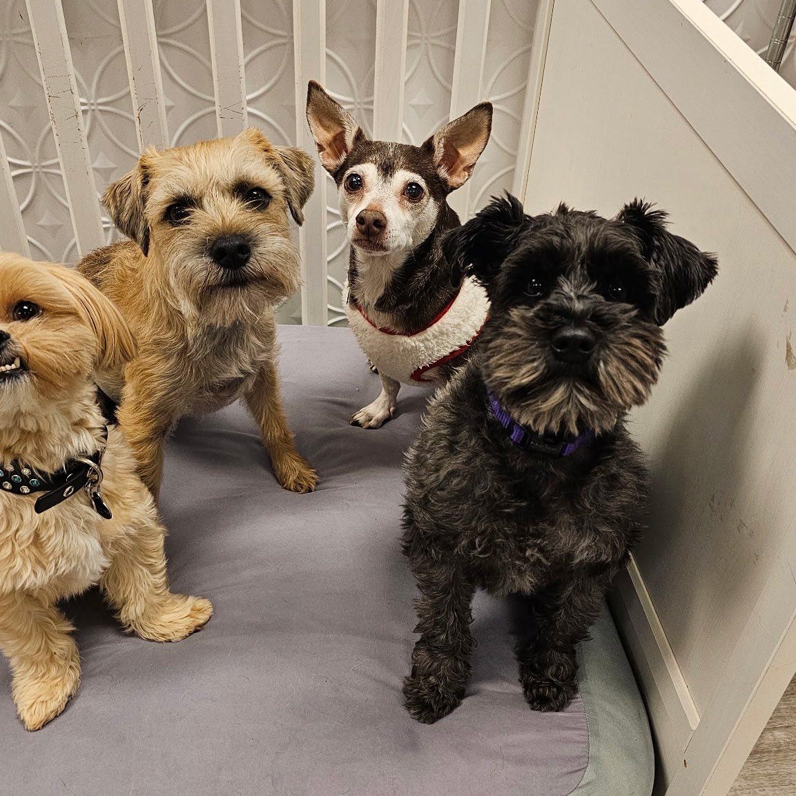 Enlarge Eleanor is in Redmond!, an adoptable mixed breed in Redmond, WA image 2/6