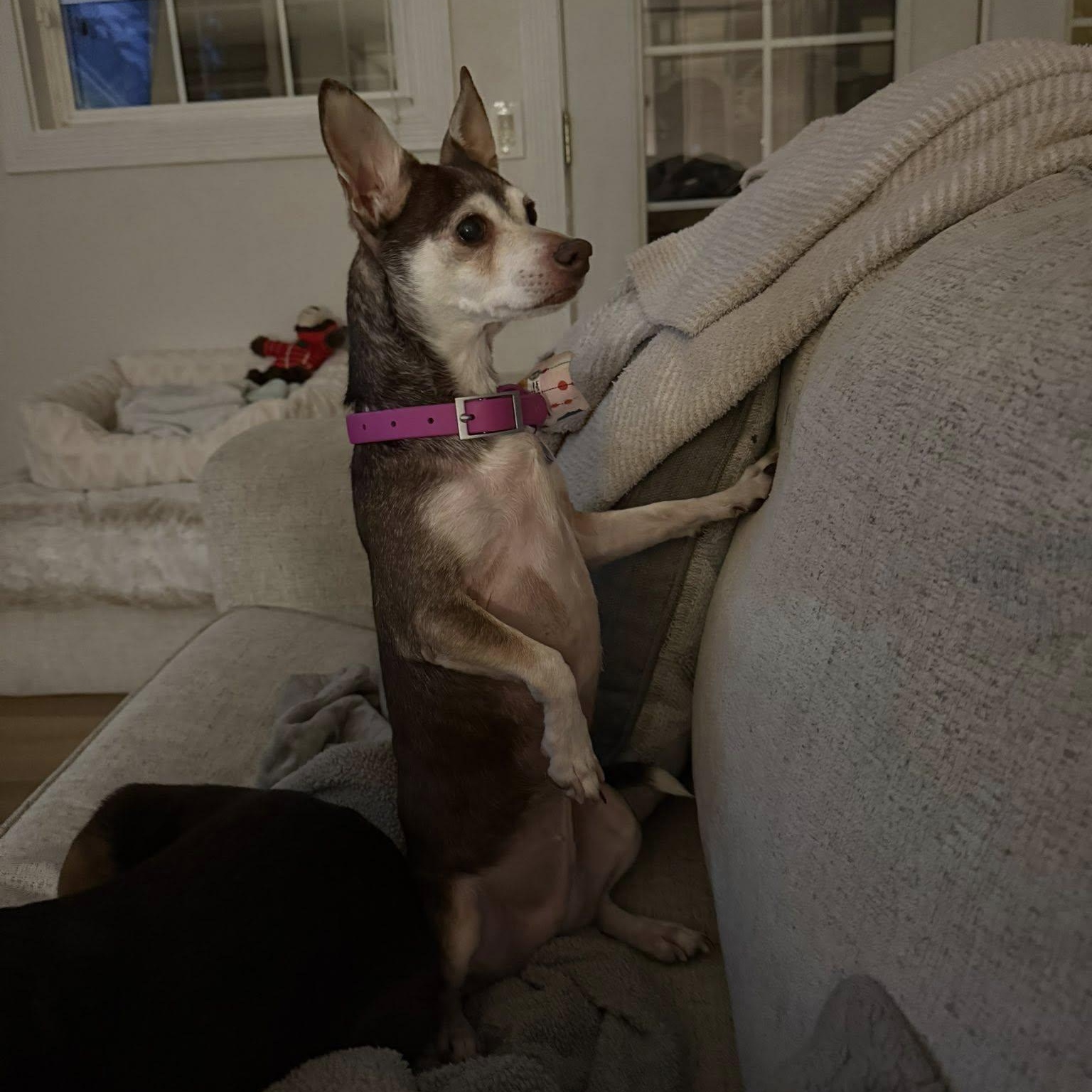 Enlarge Eleanor is in Seattle!, an adoptable mixed breed in Redmond, WA image 6/6