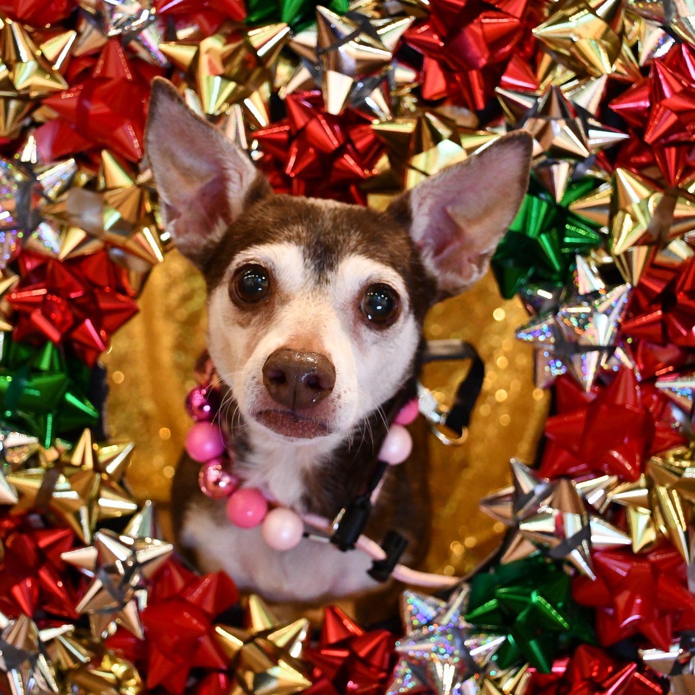Eleanor is in Redmond!, adoptable, Senior Female Chihuahua.