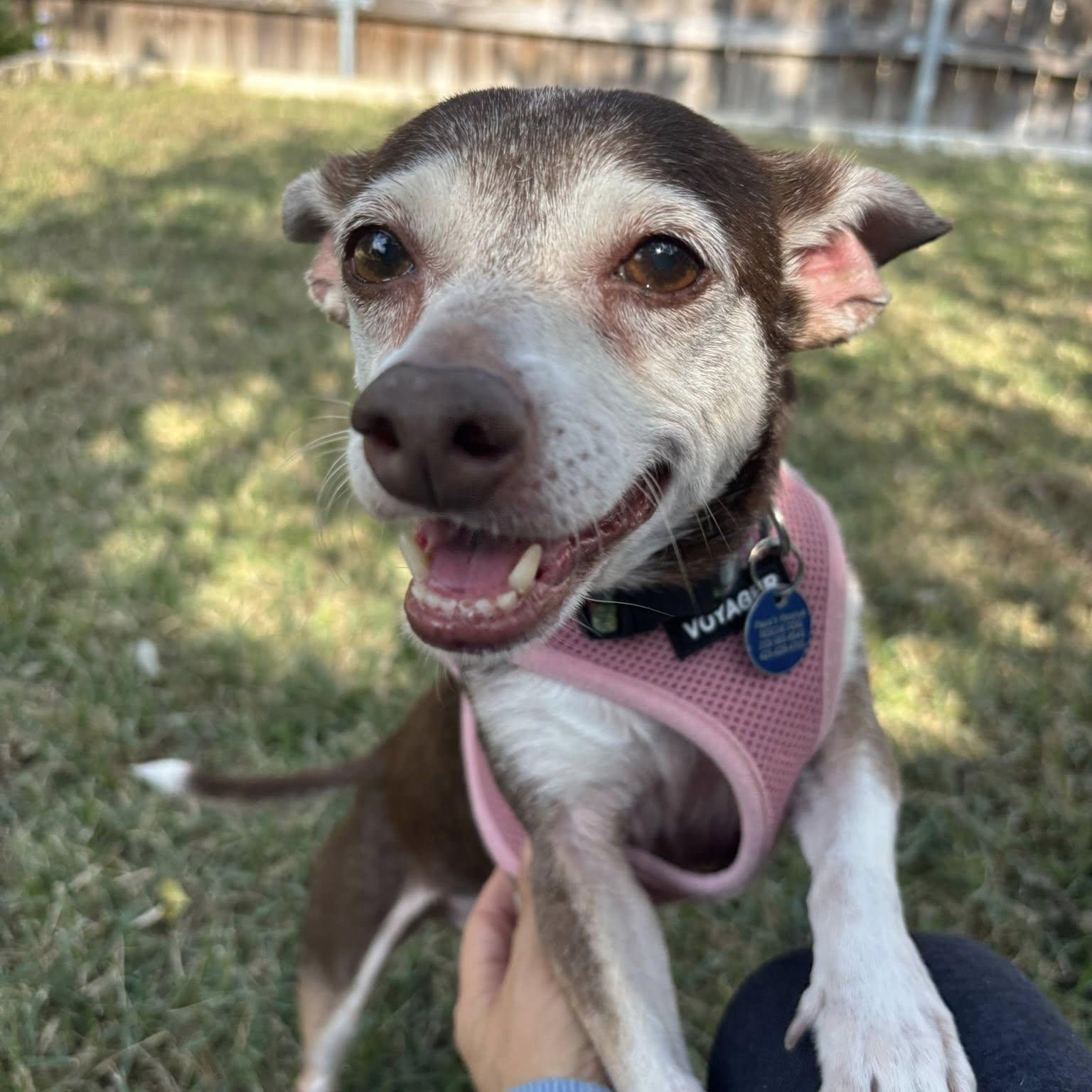 Enlarge Eleanor is in Seattle!, an adoptable mixed breed in Redmond, WA image 5/6