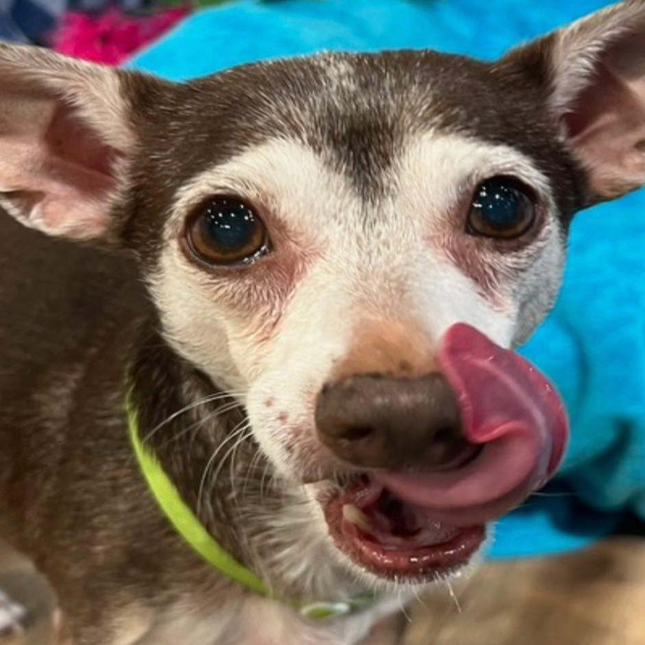 Enlarge Eleanor is in Seattle!, an adoptable mixed breed in Redmond, WA image 1/6