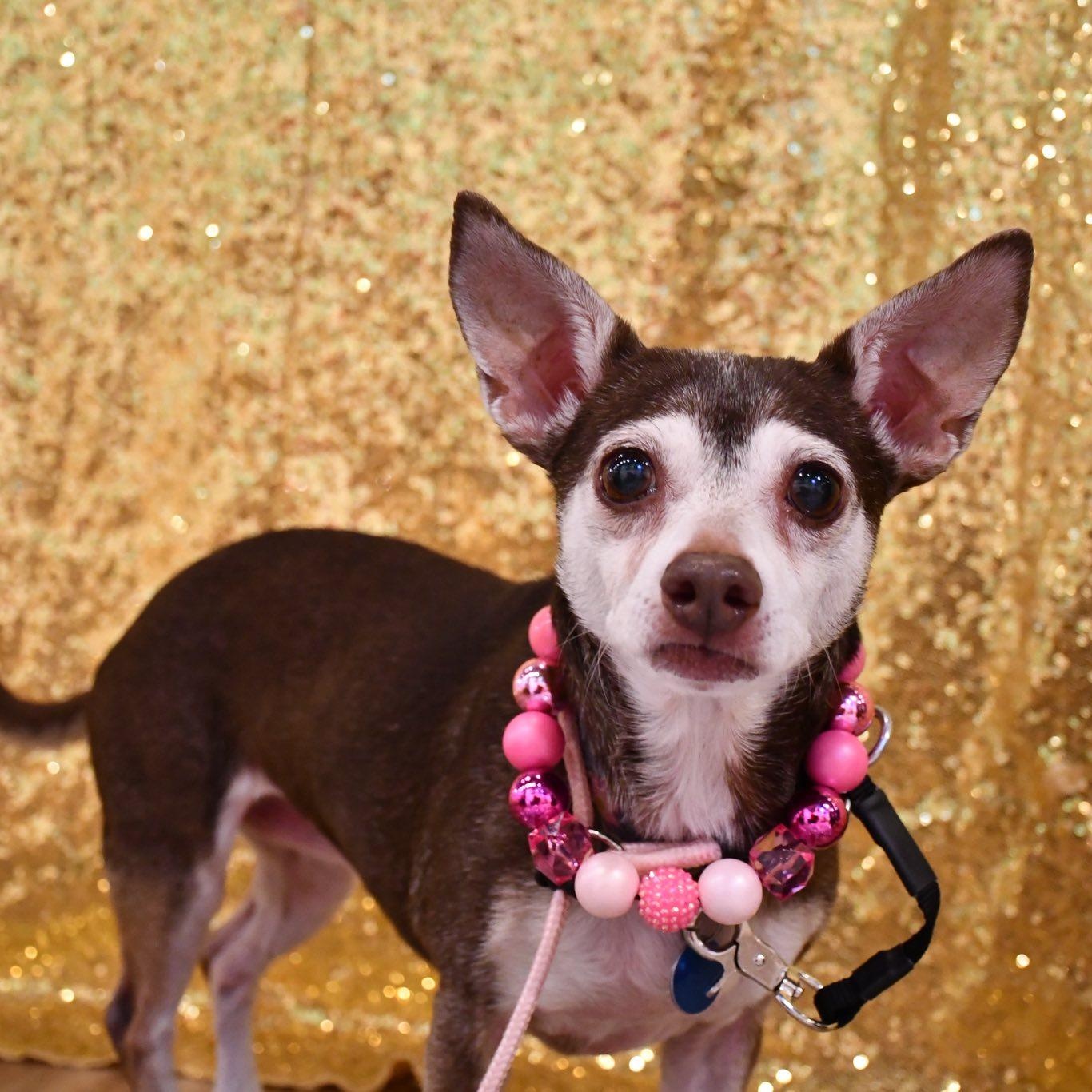 Enlarge Eleanor is in Redmond!, an adoptable mixed breed in Redmond, WA image 5/6