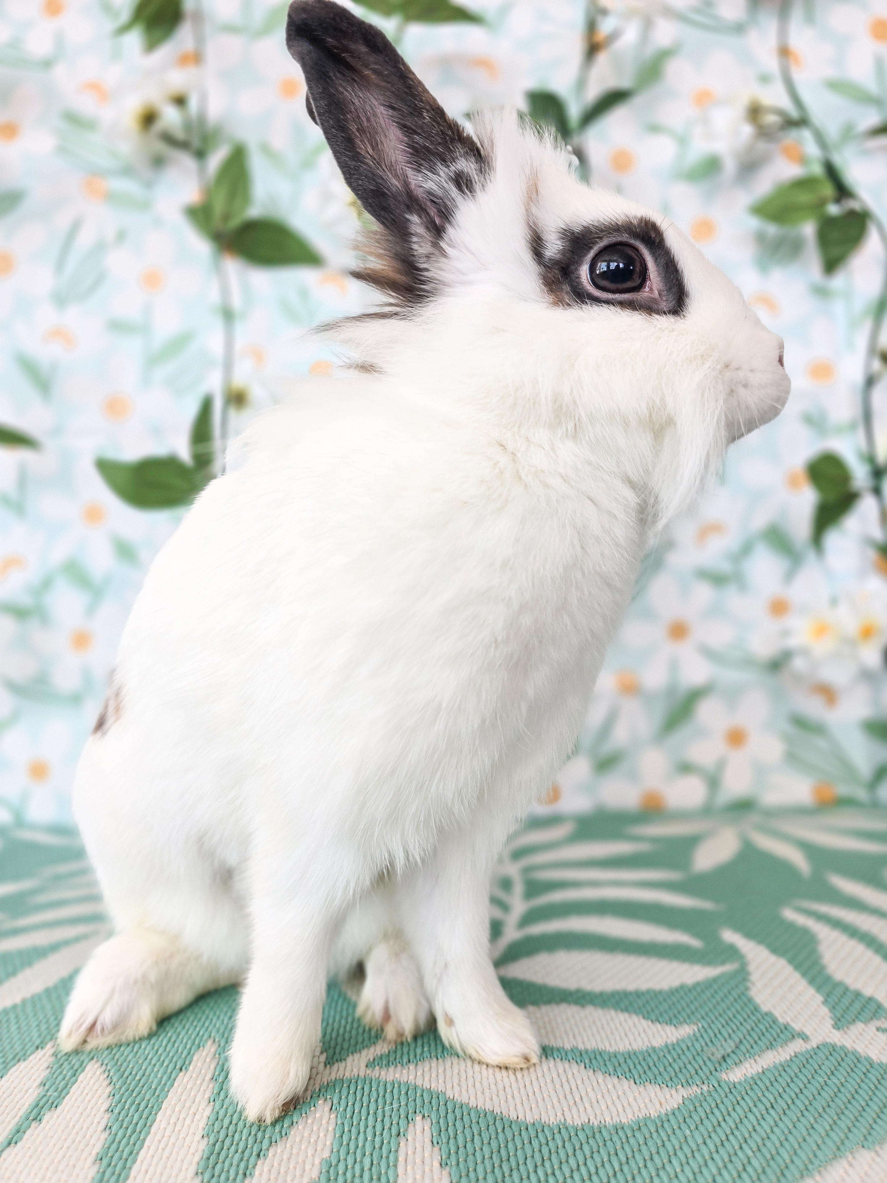 Roberta, a ADOPTABLE Lionhead in Long Beach, CA image 2/4