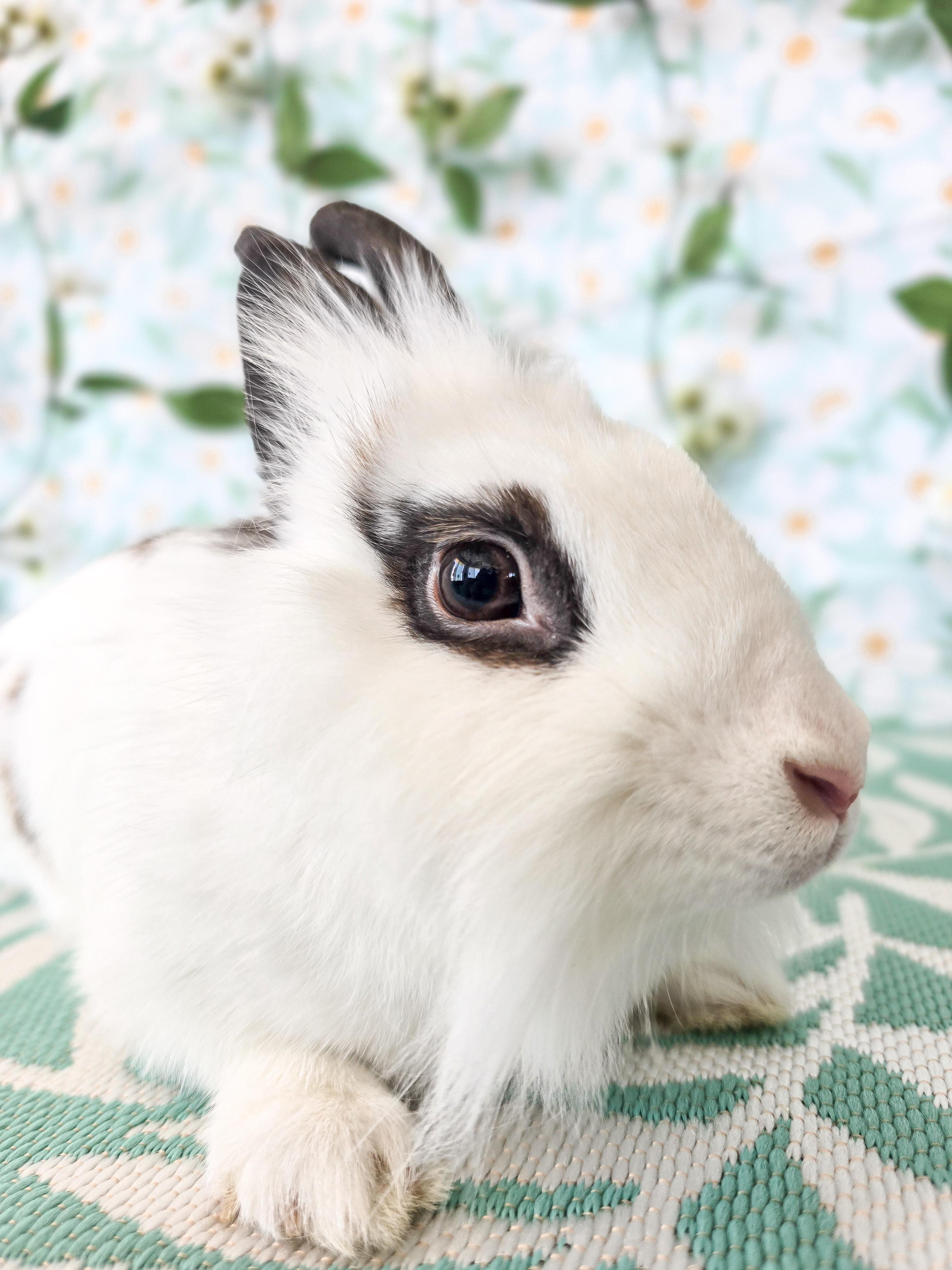 Roberta, ADOPTABLE, Young Female Lionhead.