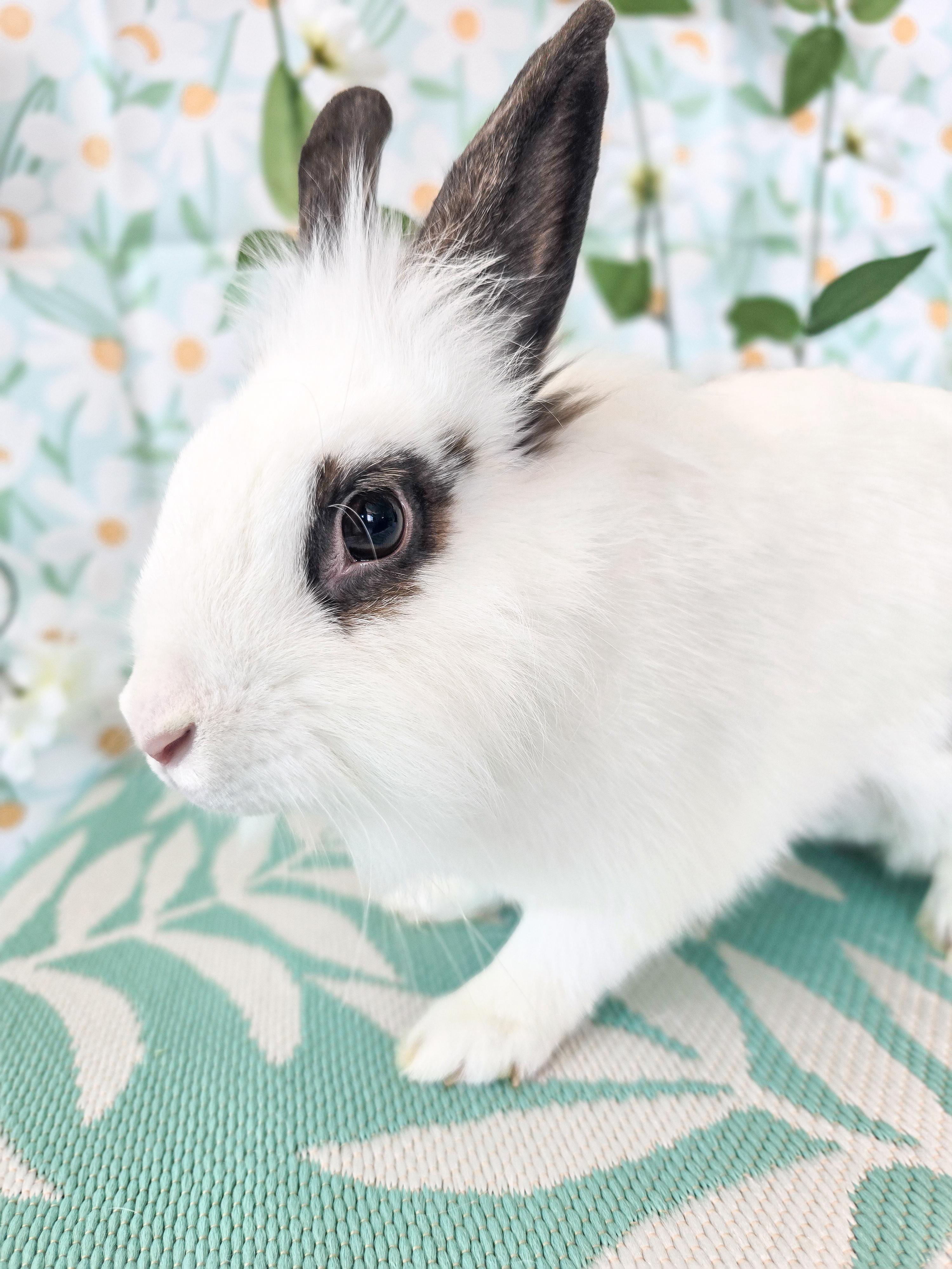 Roberta, a ADOPTABLE Lionhead in Long Beach, CA image 4/4