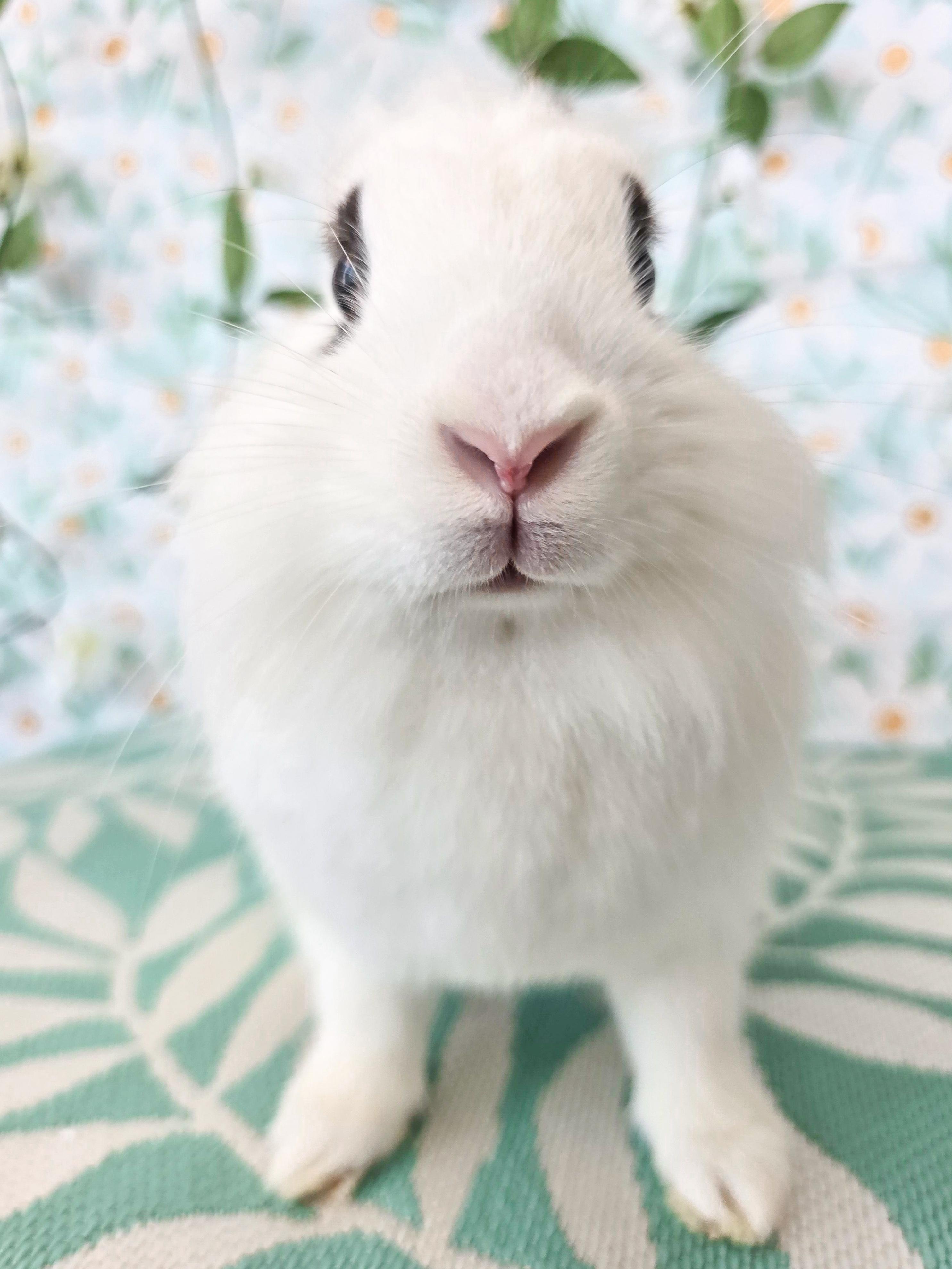 Roberta, a ADOPTABLE Lionhead in Long Beach, CA image 3/4