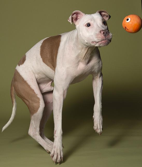 Enlarge Hank, a ADOPTABLE Pit Bull Terrier in Chicago, IL image 2/6