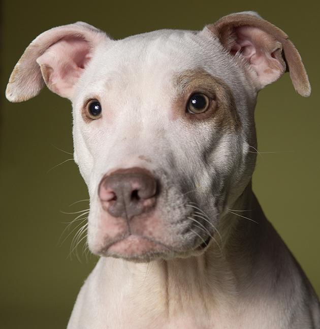 Enlarge Hank, a ADOPTABLE Pit Bull Terrier in Chicago, IL image 1/6