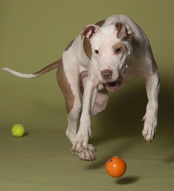 Enlarge Hank, a ADOPTABLE Pit Bull Terrier in Chicago, IL image 4/6