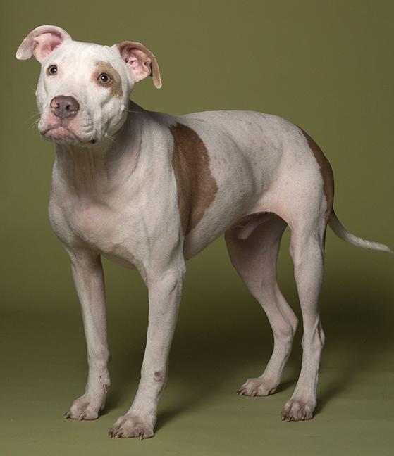 Enlarge Hank, a ADOPTABLE Pit Bull Terrier in Chicago, IL image 5/6